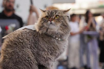 Vietnam'da kesilmek üzere çalınan yüzlerce kedi kurtarıldı