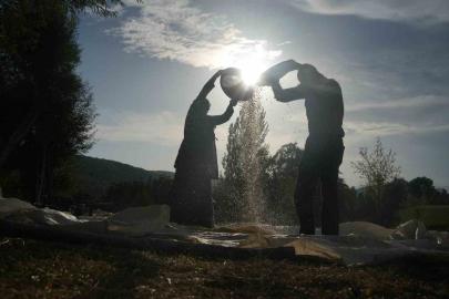Muş’ta geleneksel yöntemle mısır hasadı